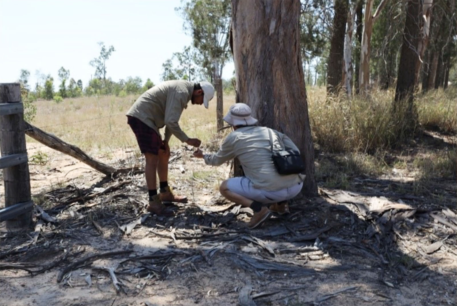 A man's open hand with two koala scats in the palm.