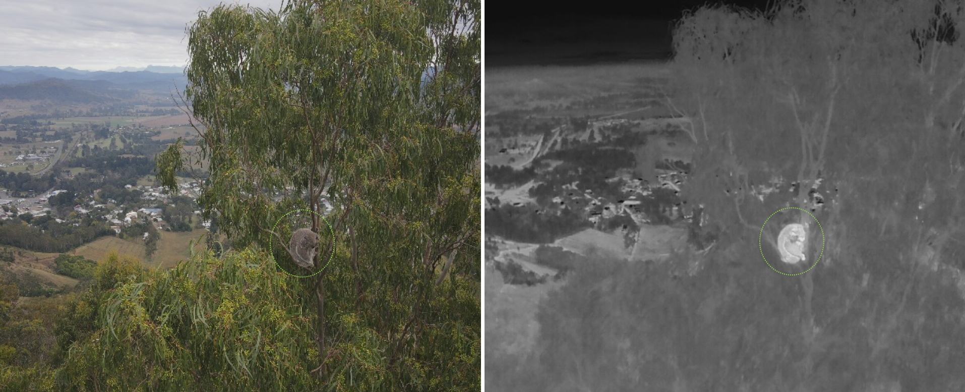 Twin photos of the same tree canopy from a high vantage point, the first a normal photo, the second a thermal image.