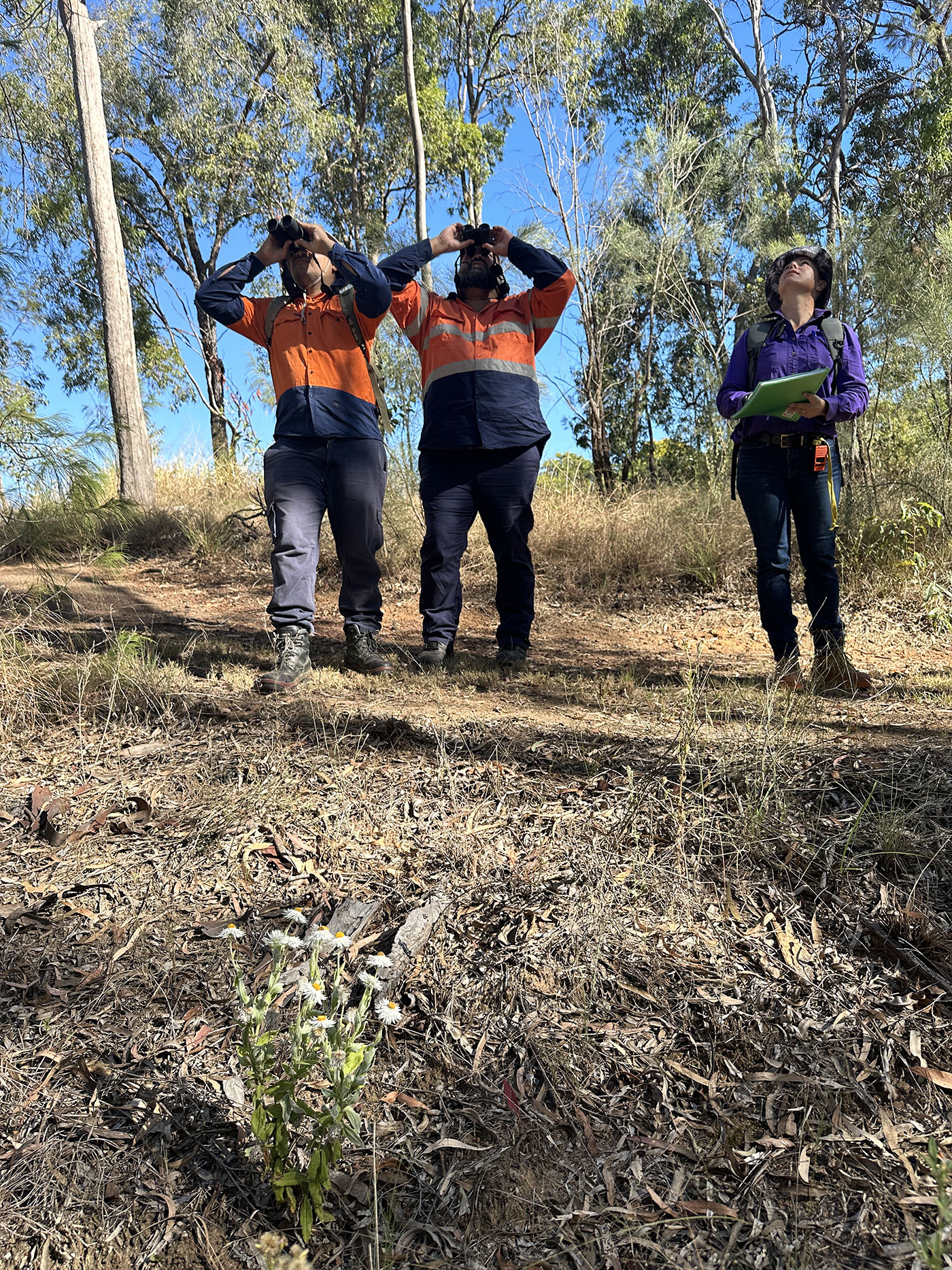Two men and a woman look upwards into gum trees through binoculars