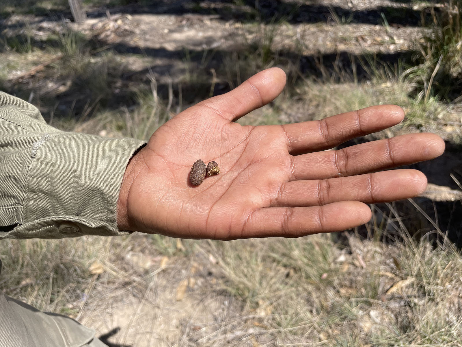 Two men check for koala scats at the base of a tree.